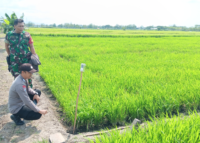 Lahan persawahan yang menjadi TKP FH, bocah 8 tahun tersengat listrik hingga meninggal di Desa Ngreden, Wonosari, Klaten.