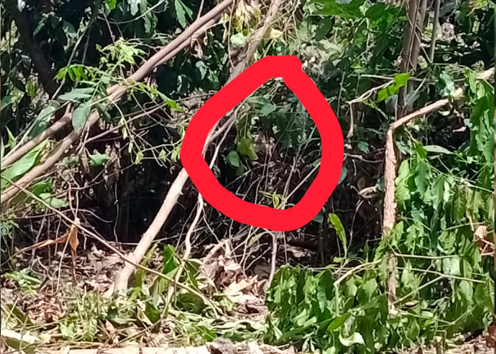 Lokasi sarang tawon di semak-semak kebun warga Desa Dengkeng, Kecamatan Wedi, Jumat (8/12).