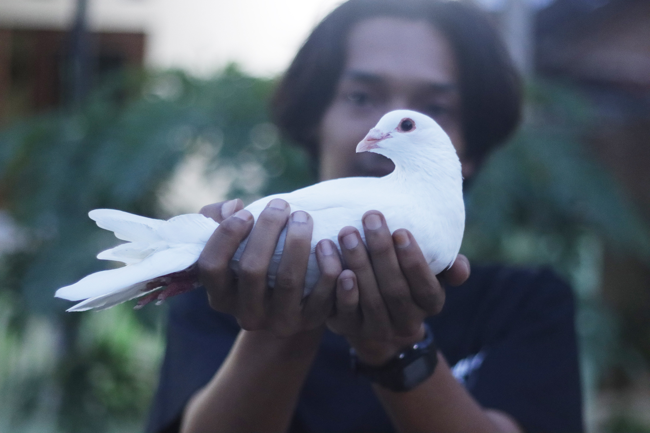 Merpati White Racing Pigeon jadi unggas yang bisa saja terkena virus Tetelo andai tidak ditangani dengan baik. (M. IHSAN/RADAR SOLO)