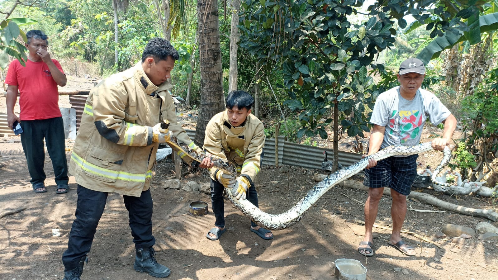 Evakuasi ular oleh Damkar Wonogiri belum lama ini.
