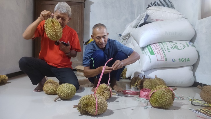 Ukuran durian Pogog hasil panen kali ini lebih kecil dibandingkan tahun lalu.