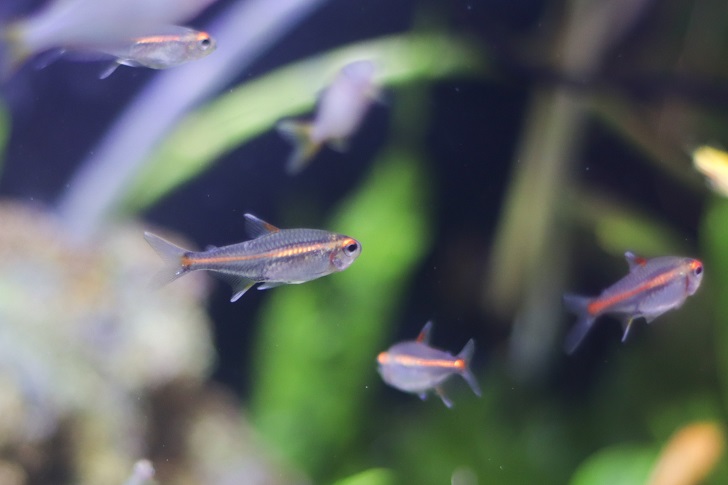 Ikan neon api jadi salah satu ikan yang banyak dipelihara masyarakat. (M. IHSAN/RADAR SOLO)
