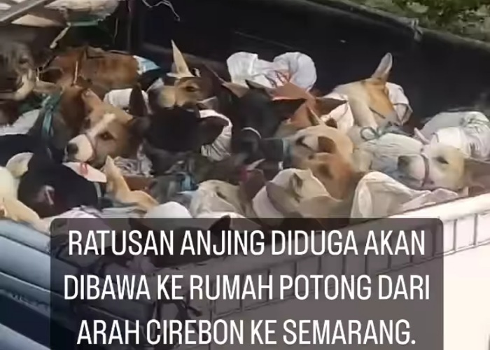 Tangkapan video ratusan ekor anjing diangkut dari Cirebon ke Semarang, diduga akan disembelih dan dikonsumsi dagingnya.