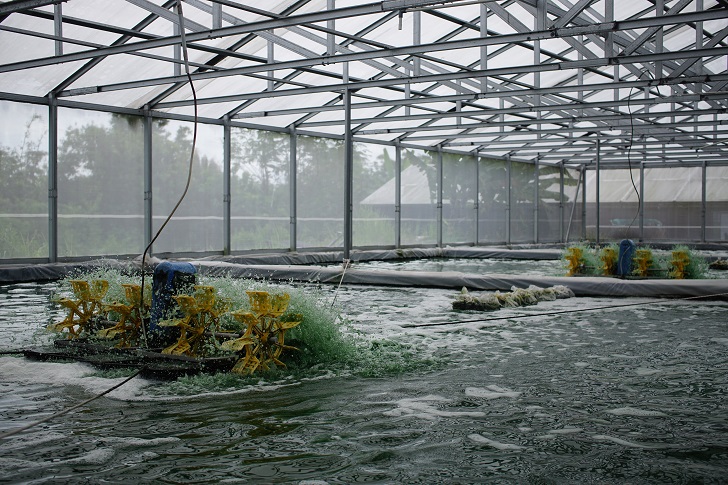 Kolam air tawar untuk budi daya mikroalga spirulina di Kecamatan Tawangsari, Kabupaten Sukoharjo.
