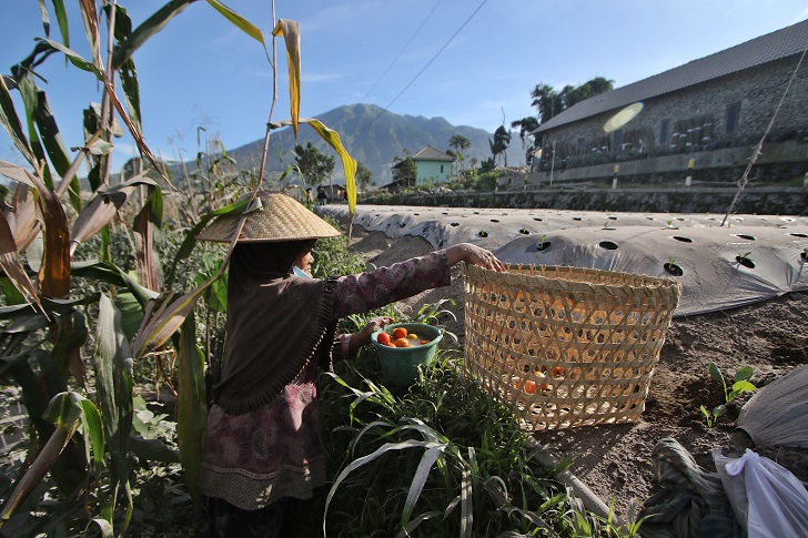 Petani di kawasan Gunung Merapi Kabupaten Boyolali mencuci tomat yang terdampak abu vulkanis belum lama ini.