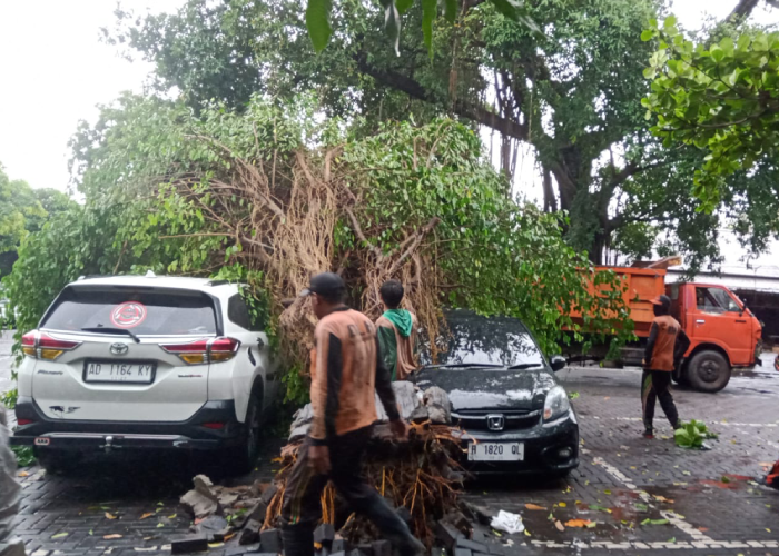 Pohon tumbang timpa dua mobil di depan Pasar Depok, Solo saat terjadi hujan lebat disertai angin kencang, Selasa (3/1).