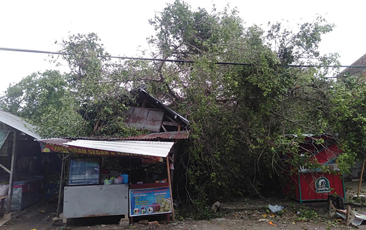 Pohon beringin  tumbang, timpa empat kios di pasar Combongan, Rabu (3/1).