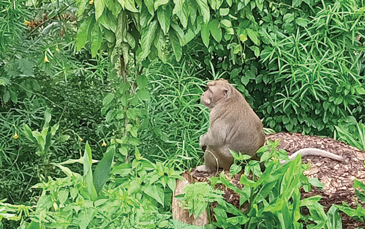 Seeokor monyet yang terus bekeliaran di Desa Sambirejo, Sragen.