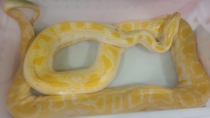 Ular piton jenis morph albino white phase dengan corak yang cukup unik.
