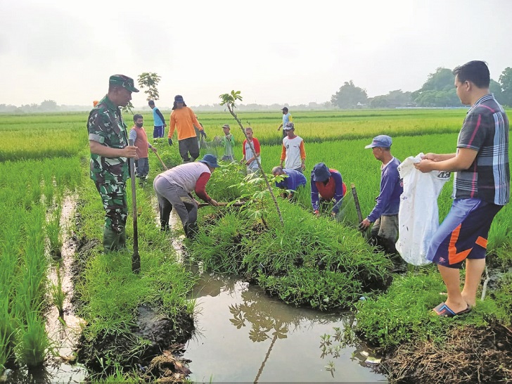 Kegiatan gropyokan hama tikus oleh petani di Desa Bentangan, Kecamatan Wonosari, Kabupaten Klaten beberapa hari lalu. (KODIM KLATEN UNTUK RADAR SOLO)