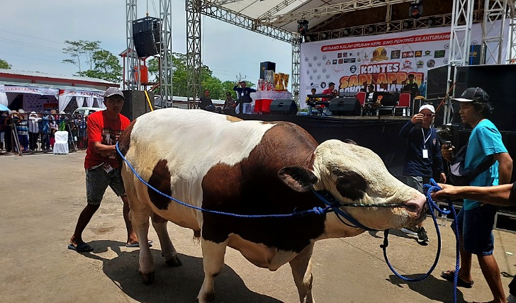Sapi peserta kontes di pasar hewan Jelok harus sehat. Event yang dipusatkan di Pasar hewan Jelok, Cepogo, Kabupaten Boyolali ini diikuti peserta dari Pulau Jawa hingga Sumatera.