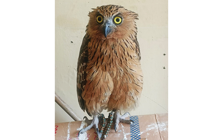 Burung hantu peliharaan warga asal Jebres, Agus Junianto.