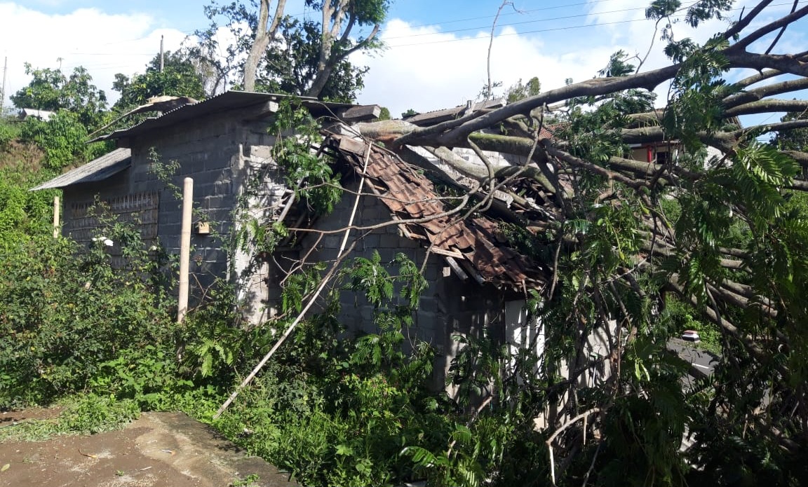 Banyak pohon tumbang akibat tak kuat menahan hempasan angin kencang. Termasuk yang menimpa rumah warga Desa Sruni, Kecamatan Musuk, Kabupaten Boyolali.