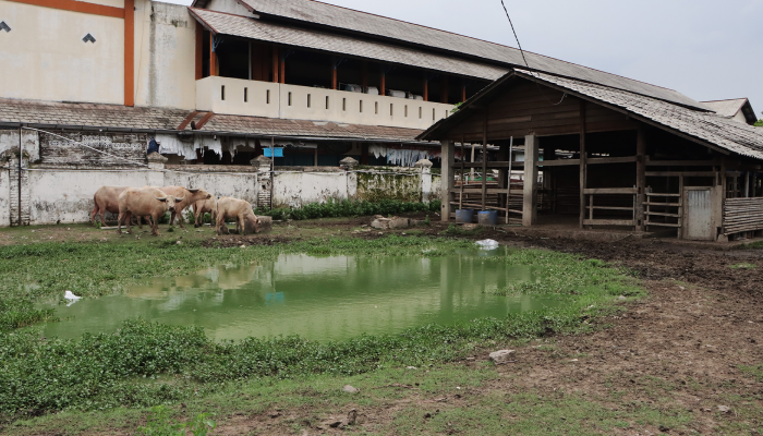 Kandang kebo bule yang berada sisi selatan kawasan Alun-Alun Kidul Keraton Kasunanan, Kamis (25/1).