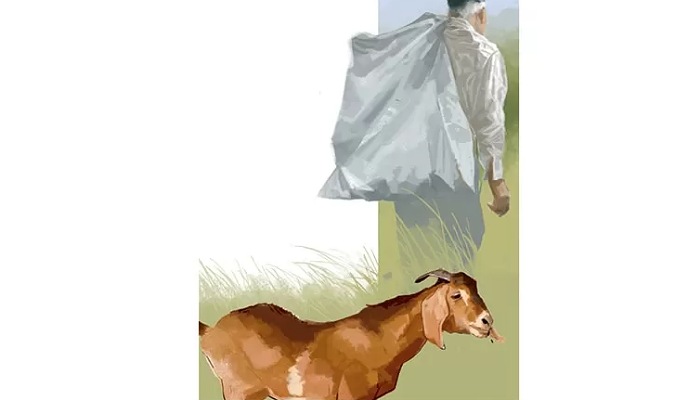 Ilustrasi menggembala kambing.