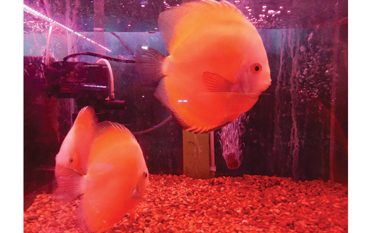 UNIK: Ikan discus menjadi pusat perhatian pecinta ikan hias saat ini.