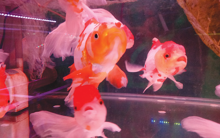 MENGGEMASKAN: Ikan mas koki yang dijual di Pasar Depok.