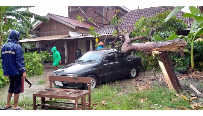 Sebuah mobil tertimpa pohon tumbang saat hujan deras disertai angin mengguyur Sukoharjo, Jumat (16/2).