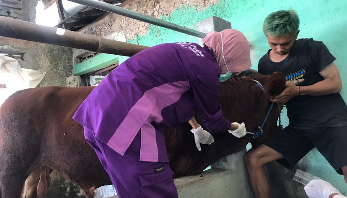 UPTD Rumah Potong dan Puskeswan Dinas Pertanian dan Perikanan Sukoharjo mengambil sampel darah pada sapi milik peternak di Desa Kedungwinong, Kecamatan Nguter.