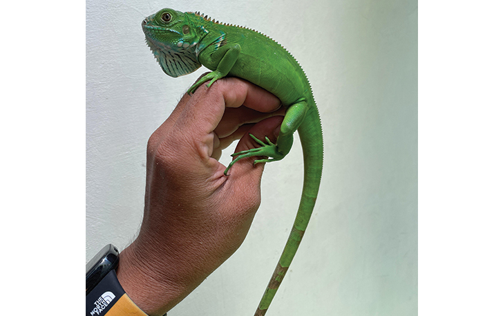 JINAK: Baby iguana terlihat nyaman di dalam genggaman tangan pemeliharanya.