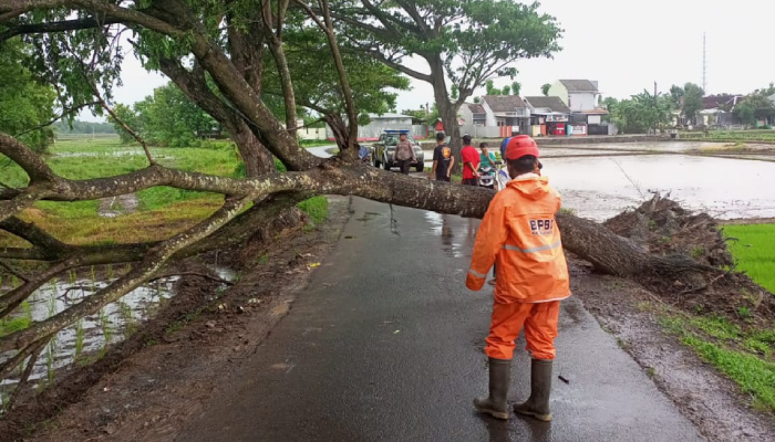 Petugas BPBD Sukoharjo mengevakuasi pohon tumbang yang melintang jalan, Selasa (27/2).