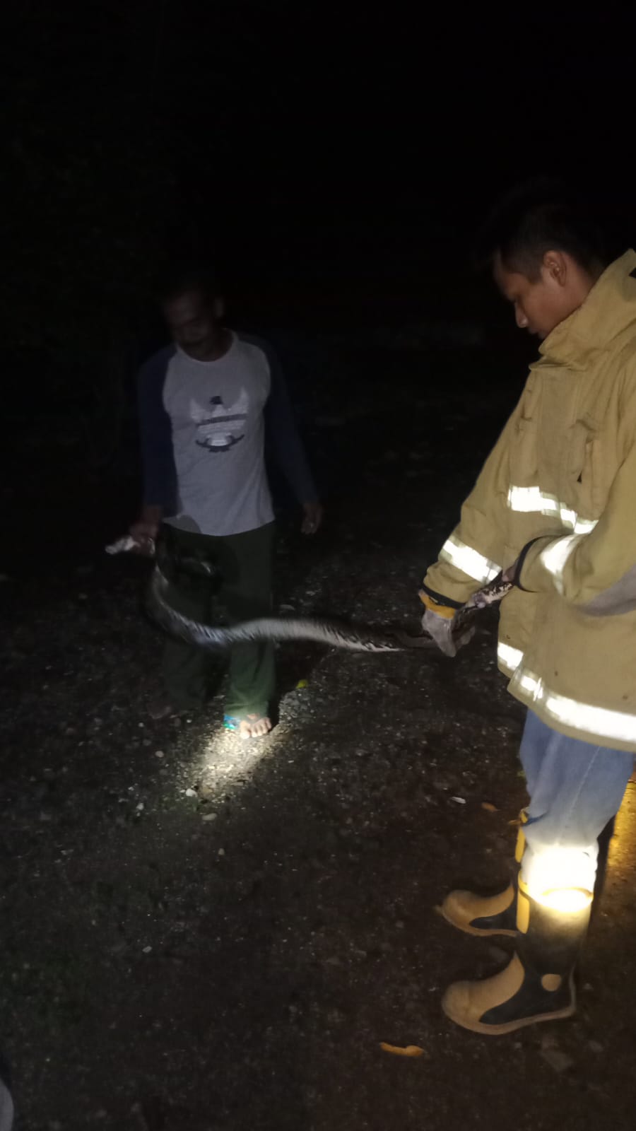 Evakuasi ular piton oleh anggota Damkar Wonogiri, Senin (26/2/2024) malam.