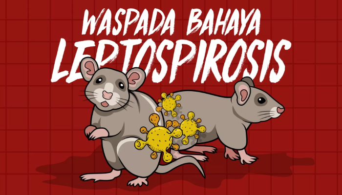 Ilustrasi bahaya leptospirosis.