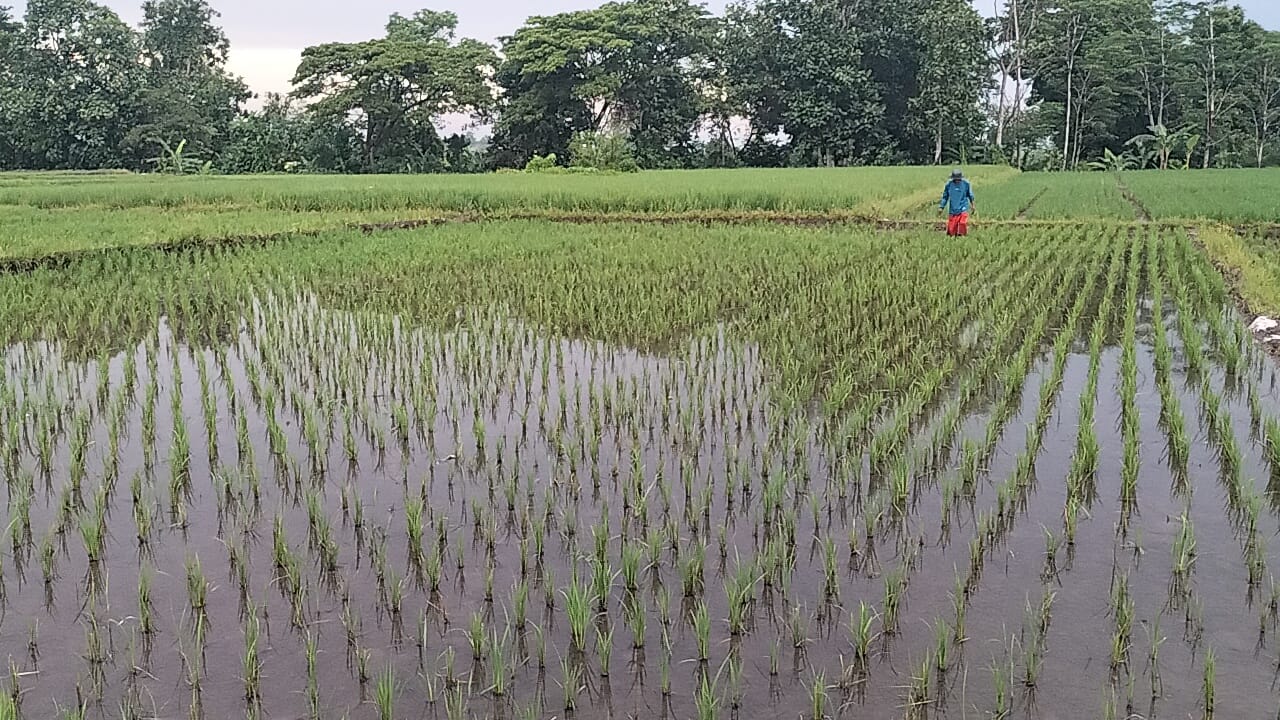 Lahan sawah di Desa Gombang, Kecamatan Sawit, Kabupaten Boyolali yang diserang hama tikus.