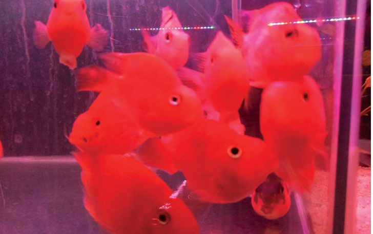 Ikan Hias Red Parrot tengah naik daun dan dicari pembeli.