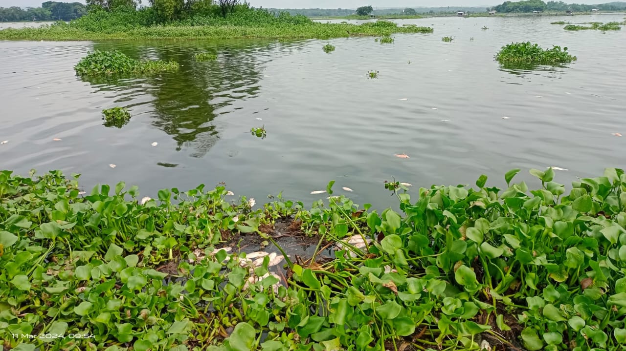 Sebanyak 20 ton ikan di karamba Waduk Cengklik, Boyolali mati akibat fenomena upwelling.