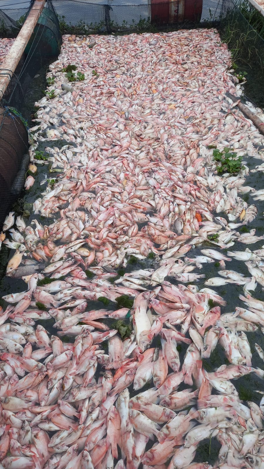 Ikan nila yang dipelihara di keramba jaring apung Waduk Cengklik mati akibat keracunan.