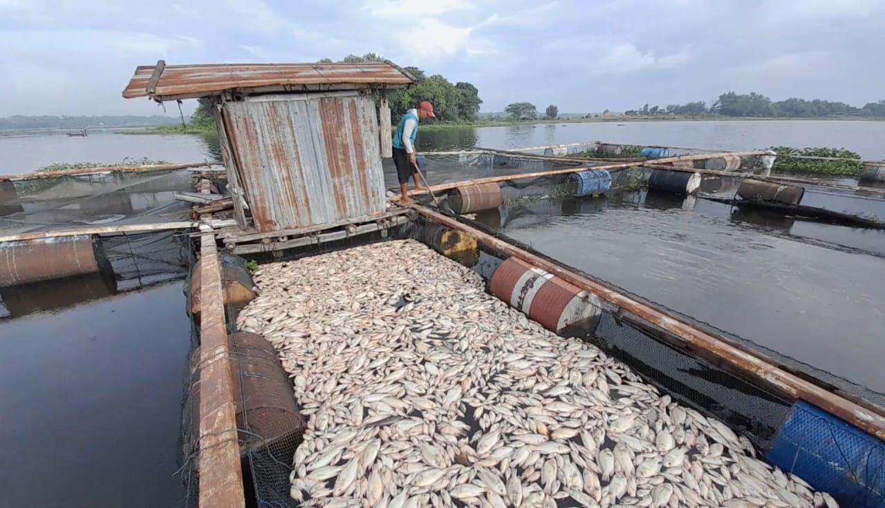 Ikan nila yang mati dikumpulkan dalam satu keramba di Waduk Cengklik, Kecamatan Ngemplak, Boyolali.