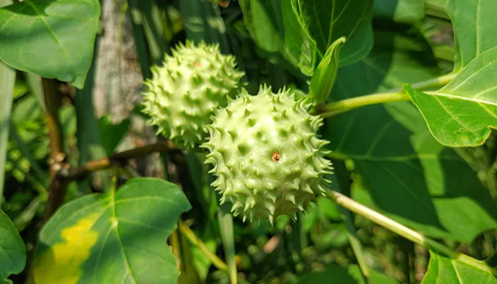 Buah kecubung.