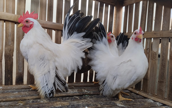 SI PUTIH: Ayam kate chabo blacktail asal Jepang yang memiliki bentuk yang unik.