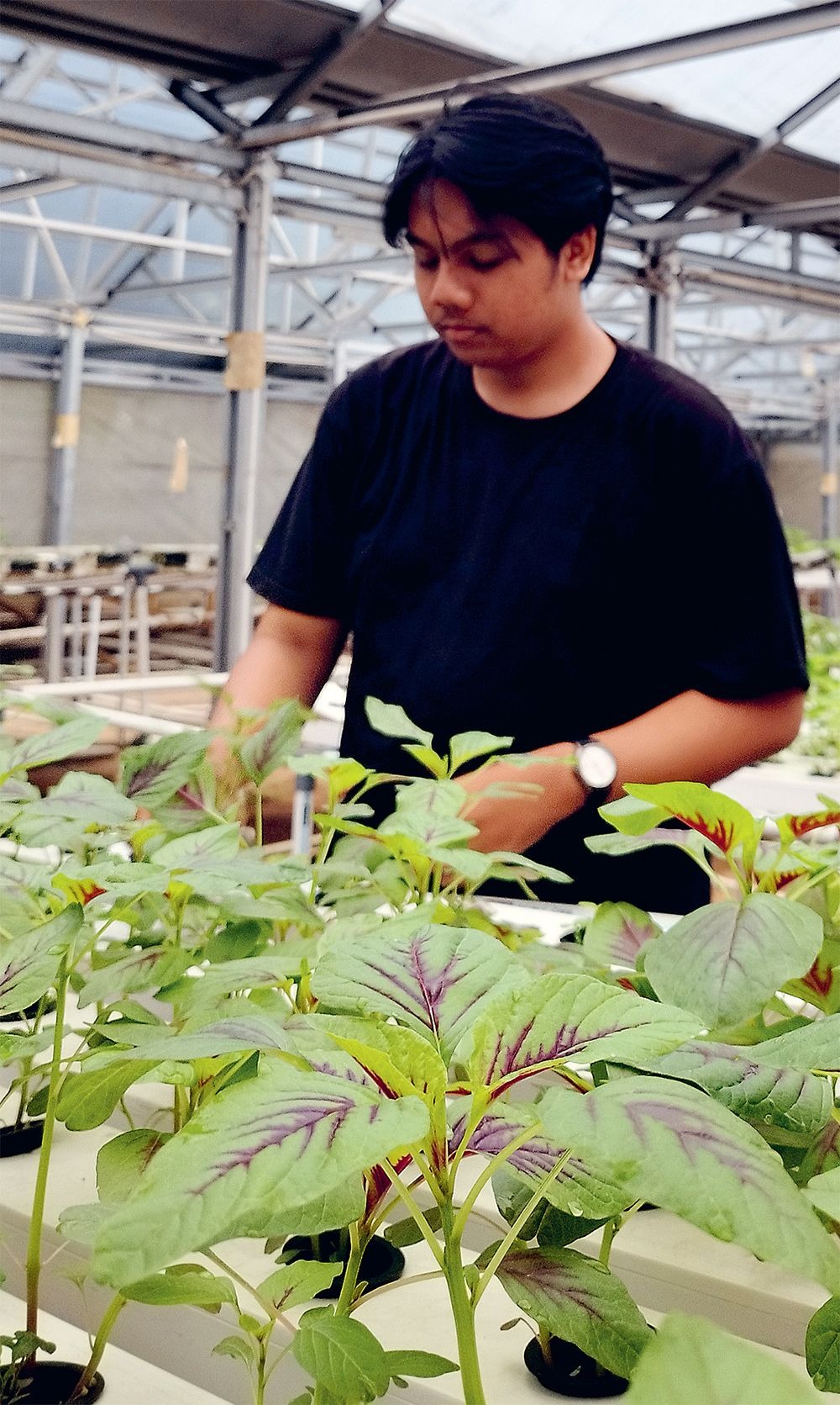 KOMBINASI MERAH DAN HIJAU: Beberapa bayam batik yang dibudidayakan di Forever Green dengan metode hidroponik.