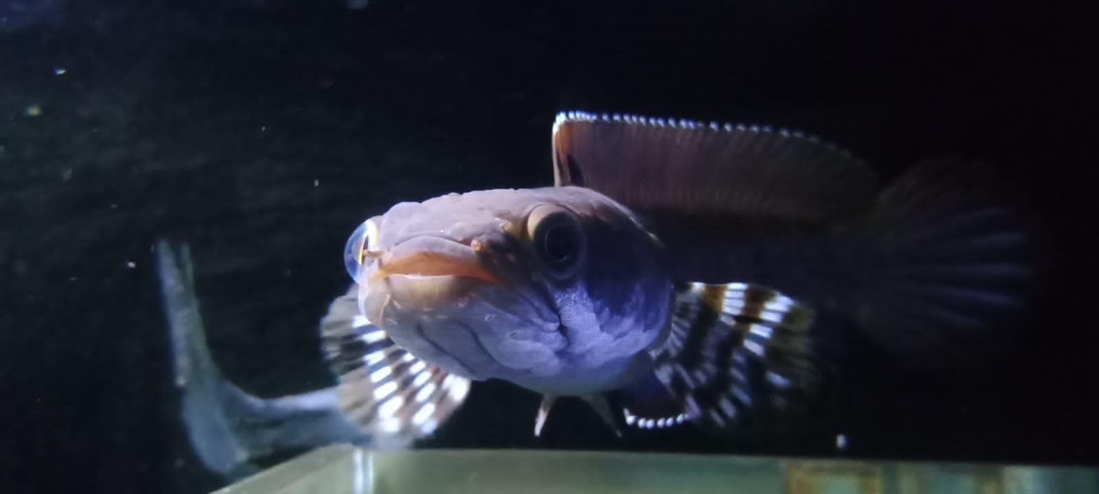 Ikan channa jenis blue pulchra yang dikoleksi oleh salah satu warga Solo.
