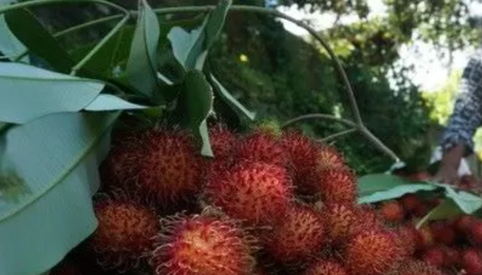 Ilustrasi buah dan daun rambutan.