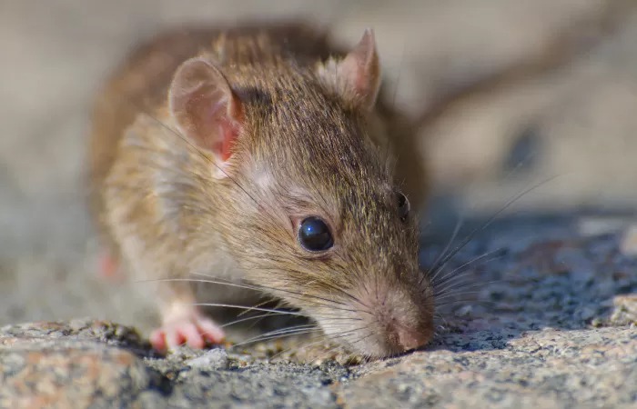 Tikus yang kerap bersliweran di rumah membuat penghuni rumah kesal.