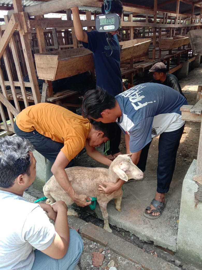 Santri Ponpes Tahfidzul Quran (PPTQ) Zaid bin Tsabit merawat ternak. (Iwan Kawul/Radar Solo)