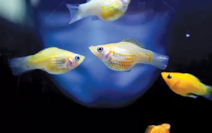 SEDAP DIPANDANG: Ikan molly merupakan kerabat dekat ikan guppy, yang makanan alaminya jentik nyamuk. Jadi ikan varian ini cocok dipelihara untuk membasmi jentik nyamuk.