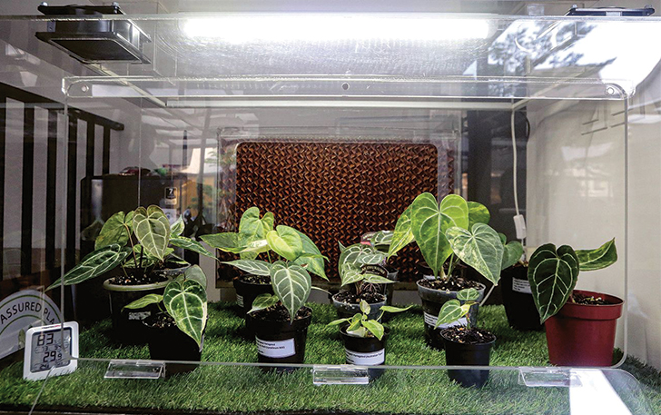 ESTETIK: Anthurium Variegata dapat dikembangkan lewat kotak media tumbuh. Hasilnya, warna daunnya lebih muncul.
