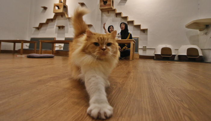 Kucing kesayangan bisa ditinggal sendirian di rumah saat mudik, dengan beberapa hal yang harus disiapkan.
