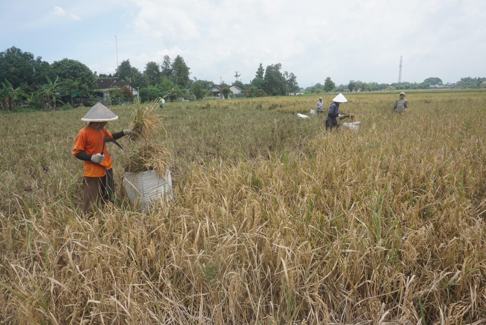 LEBIH MENGUNTUNGKAN: Petani Desa Delanggu, Kecamatan Delanggu, Klaten sedang memanen padi rojolele varietas Srinuk, beberapa waktu lalu.