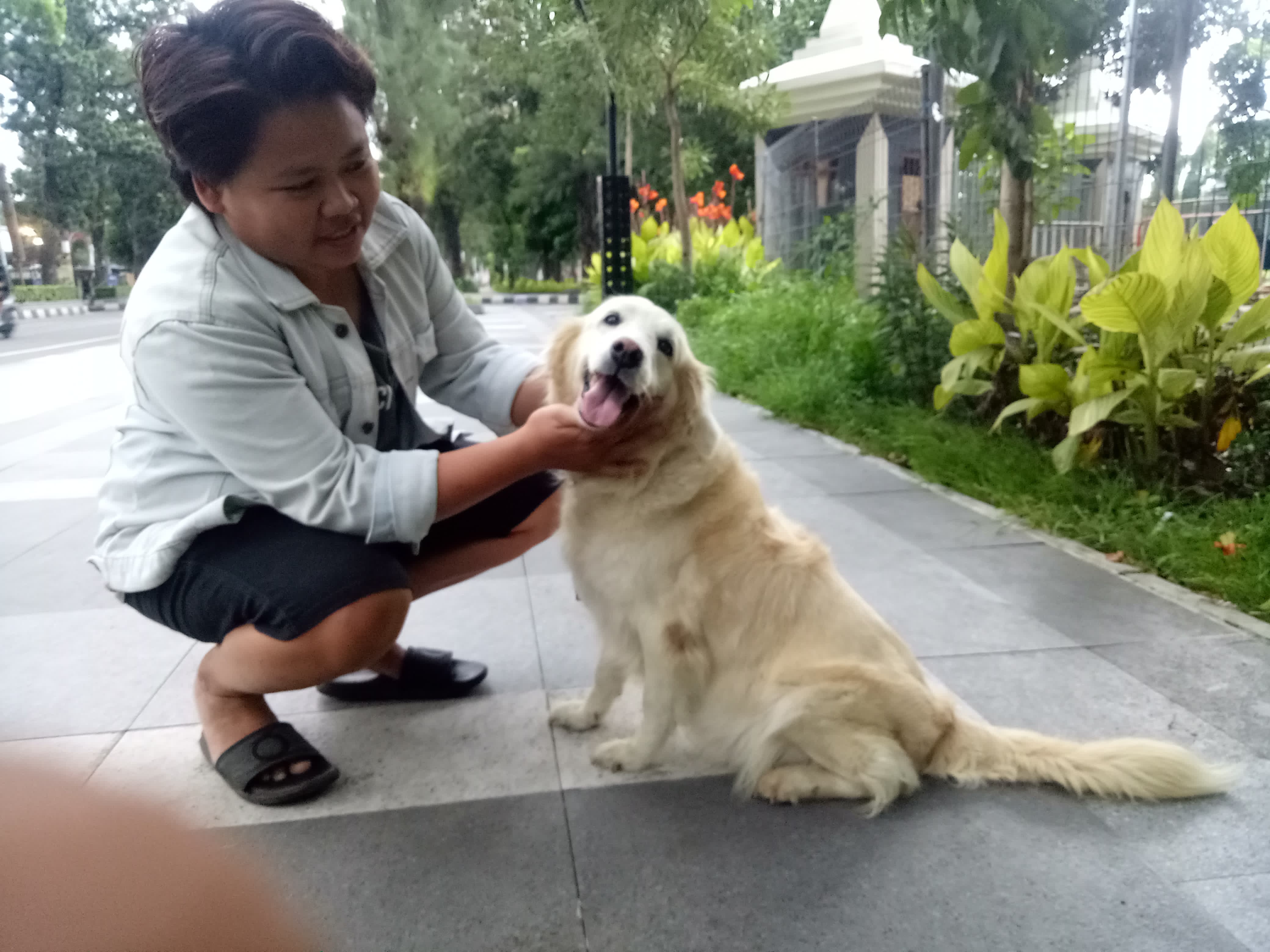 Esra bersama anjing Golden Retriever peliharaannya saat jalan-jalan di Kawasan Stadion Manahan, Jumat (19/4) sore.