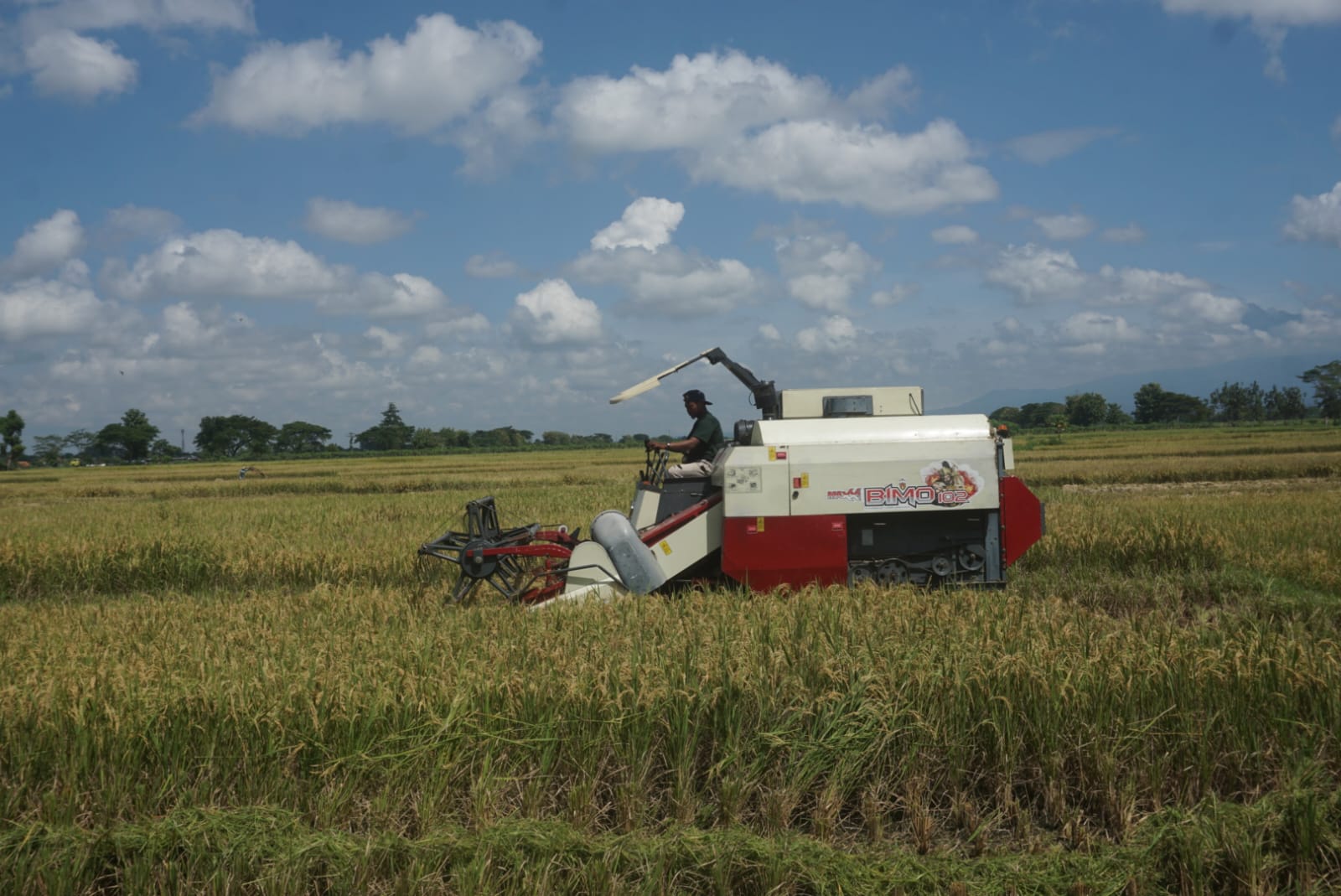 Kegiatan panen raya pada tanaman padi di Desa Trucuk, Kecamatan Trucuk, Klaten beberapa waktu lalu. (Angga Purenda/Radar Solo)