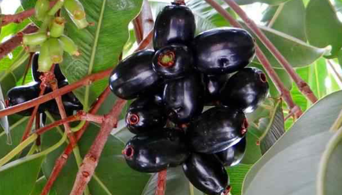 Buah jamblang atau duwet atau juwet.