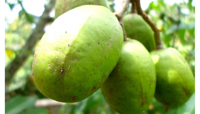 Buah kedondong.