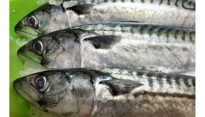 Ikan kembung.