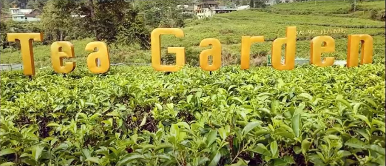 Suasana di Tea Garden Kemuning, cocok untuk wisata alam bersama keluarga.
