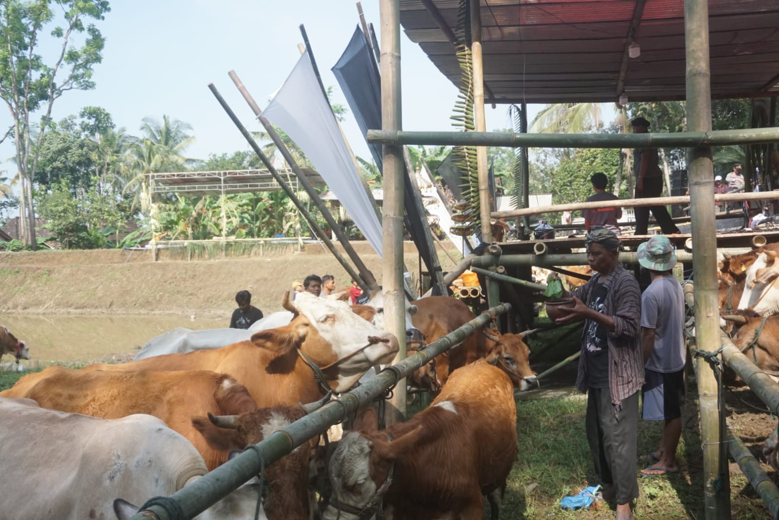 Puluhan ekor sapi diperciki air suci dalam tradisi plegung sapi di Kedung Tanggul Rejo Guyub Rukun, Dusun Bunder Jarakan, Desa Bandungan, Kecamatan Jatinom, Klaten, Minggu (28/4/2024).